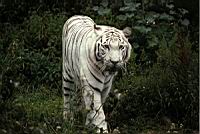 Tigre blanc (09)